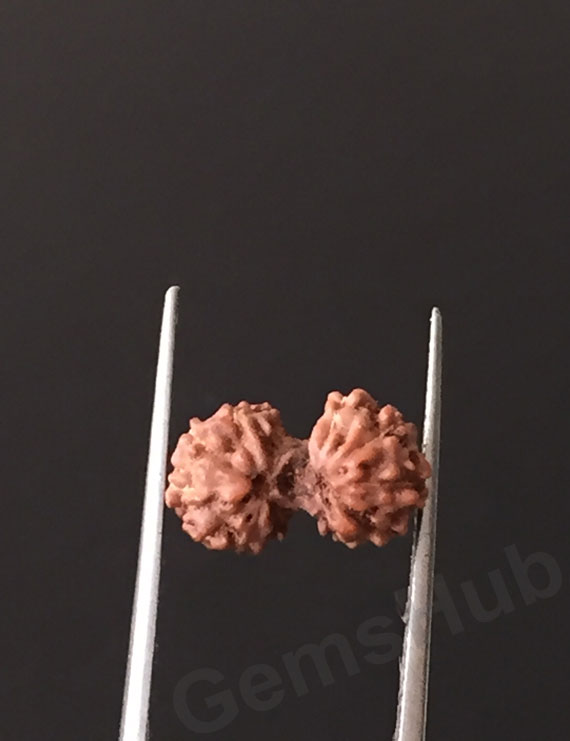 Gauri Shankar Rudraksha Certified (Indonesian Origin) Size-11.4 mm